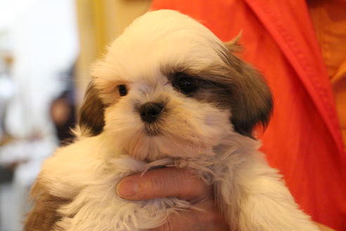 成約済の愛知県のシーズー-59823の27枚目