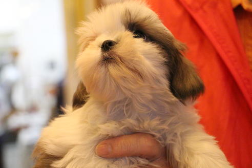 成約済の愛知県のシーズー-59823の26枚目