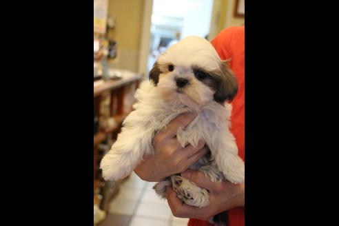 成約済の愛知県のシーズー-59823の25枚目