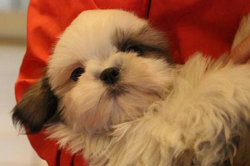 成約済の愛知県のシーズー-59823の24枚目