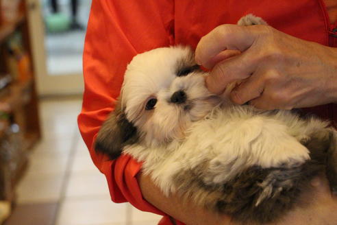 成約済の愛知県のシーズー-59823の23枚目