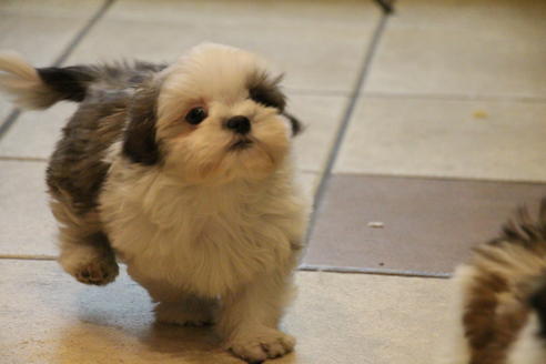 成約済の愛知県のシーズー-59823の22枚目