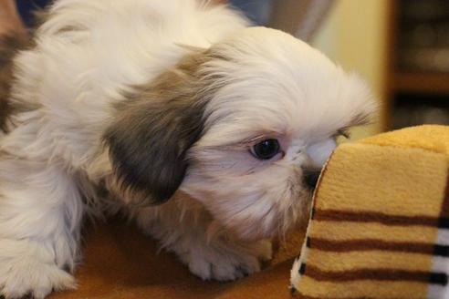 成約済の愛知県のシーズー-59823の21枚目