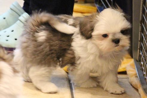 成約済の愛知県のシーズー-59823の20枚目