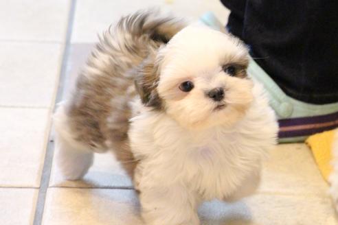 成約済の愛知県のシーズー-59823の19枚目