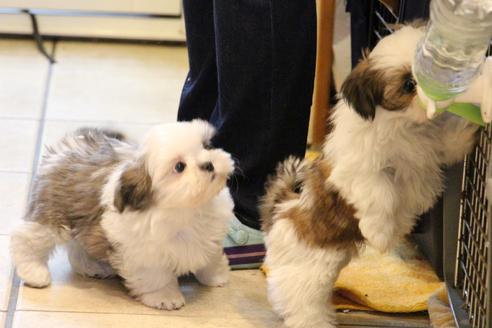 成約済の愛知県のシーズー-59823の18枚目