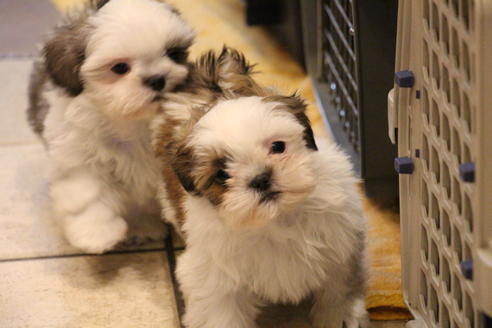 成約済の愛知県のシーズー-59823の17枚目