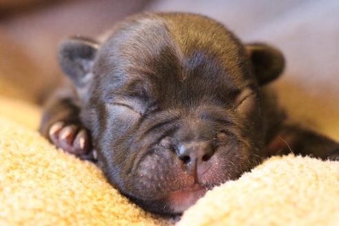 成約済の愛知県のフレンチブルドッグ-63621の35枚目