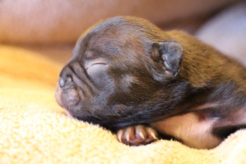 成約済の愛知県のフレンチブルドッグ-63621の34枚目