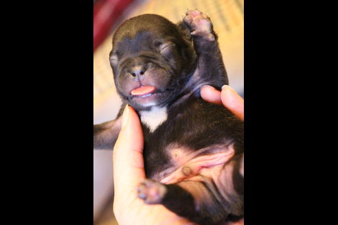 成約済の愛知県のフレンチブルドッグ-63621の33枚目