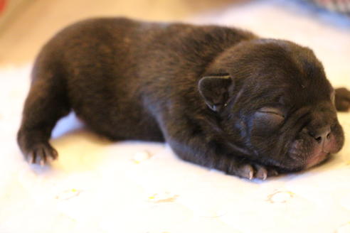 成約済の愛知県のフレンチブルドッグ-63621の32枚目