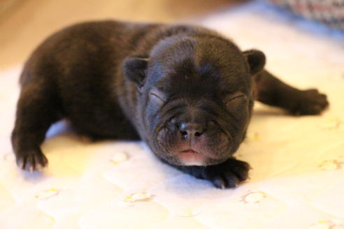 成約済の愛知県のフレンチブルドッグ-63621の31枚目