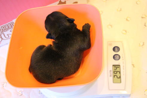 成約済の愛知県のフレンチブルドッグ-63621の30枚目