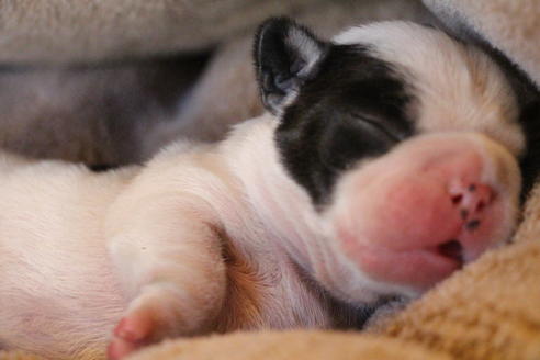 成約済の愛知県のフレンチブルドッグ-63622の37枚目