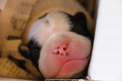 成約済の愛知県のフレンチブルドッグ-63622の36枚目