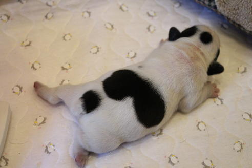 成約済の愛知県のフレンチブルドッグ-63622の35枚目