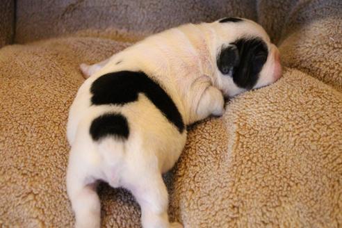 成約済の愛知県のフレンチブルドッグ-63622の34枚目