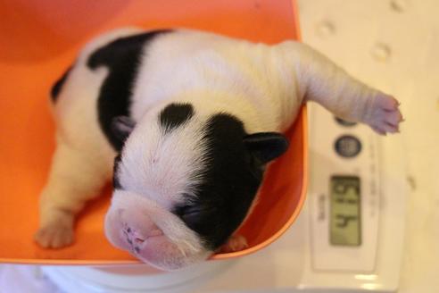 成約済の愛知県のフレンチブルドッグ-63622の33枚目