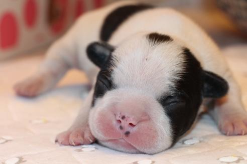 成約済の愛知県のフレンチブルドッグ-63622の32枚目