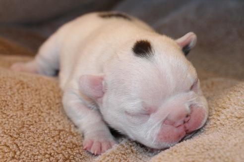 成約済の愛知県のフレンチブルドッグ-63623の36枚目