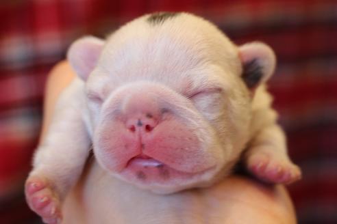 成約済の愛知県のフレンチブルドッグ-63623の35枚目