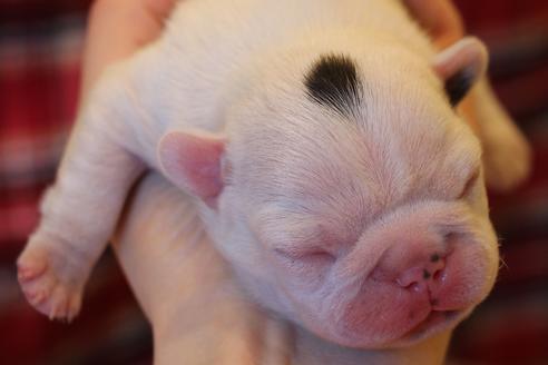 成約済の愛知県のフレンチブルドッグ-63623の34枚目