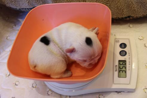 成約済の愛知県のフレンチブルドッグ-63623の33枚目