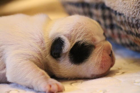 成約済の愛知県のフレンチブルドッグ-63624の22枚目