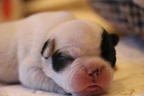 成約済の愛知県のフレンチブルドッグ-63624の21枚目