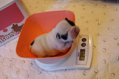 成約済の愛知県のフレンチブルドッグ-63624の20枚目