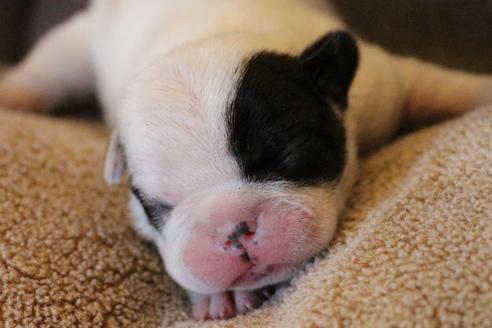 成約済の愛知県のフレンチブルドッグ-63624の19枚目