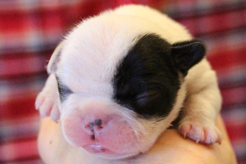 成約済の愛知県のフレンチブルドッグ-63624の17枚目