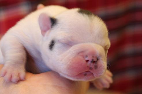 成約済の愛知県のフレンチブルドッグ-63625の33枚目