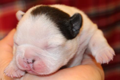 成約済の愛知県のフレンチブルドッグ-63625の32枚目