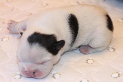 成約済の愛知県のフレンチブルドッグ-63625の31枚目