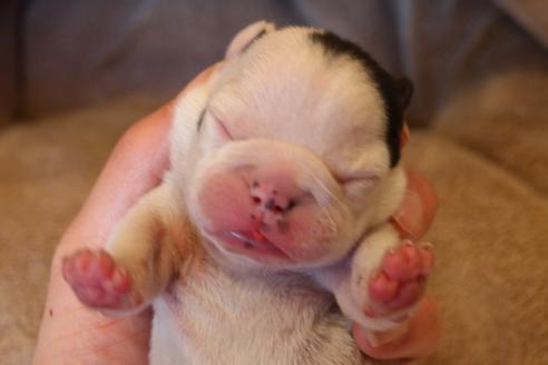 成約済の愛知県のフレンチブルドッグ-63625の30枚目