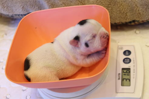 成約済の愛知県のフレンチブルドッグ-63625の29枚目