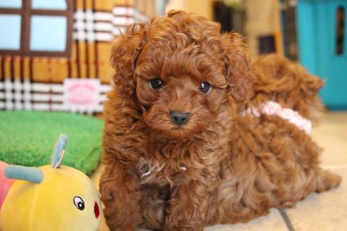 成約済の愛知県のトイプードル-61648の16枚目