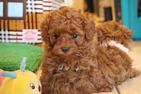 成約済の愛知県のトイプードル-61648の15枚目