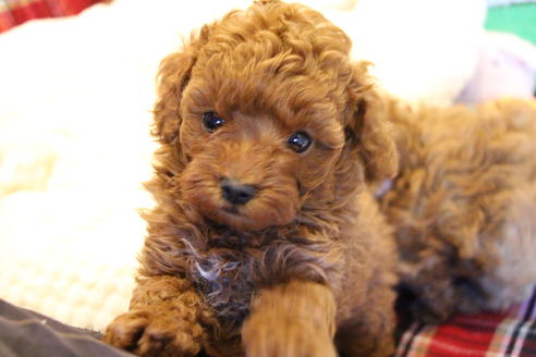 成約済の愛知県のトイプードル-61648の14枚目