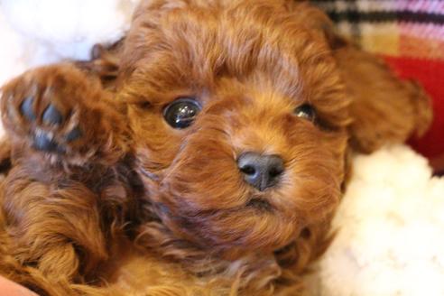 成約済の愛知県のトイプードル-61648の13枚目