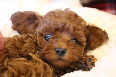 成約済の愛知県のトイプードル-61648の12枚目