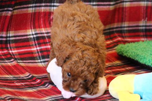 成約済の愛知県のトイプードル-61648の11枚目