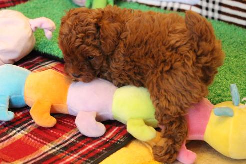 成約済の愛知県のトイプードル-61648の10枚目