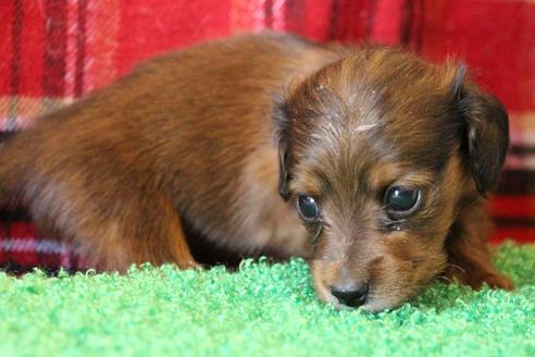 成約済の愛知県のカニンヘンダックスフンド(ロングヘアード)-62633の16枚目