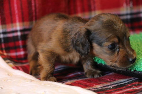 成約済の愛知県のカニンヘンダックスフンド(ロングヘアード)-62633の15枚目