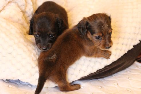 成約済の愛知県のカニンヘンダックスフンド(ロングヘアード)-62633の14枚目