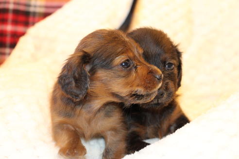 成約済の愛知県のカニンヘンダックスフンド(ロングヘアード)-62633の13枚目