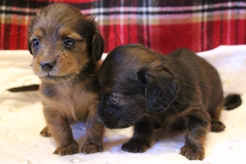 成約済の愛知県のカニンヘンダックスフンド(ロングヘアード)-62633の12枚目