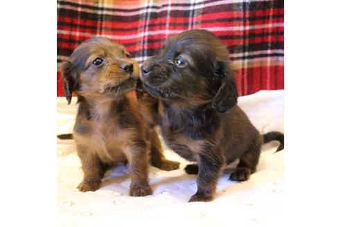 成約済の愛知県のカニンヘンダックスフンド(ロングヘアード)-62633の11枚目